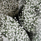 White Baby's Breath Plant, 3-4 Inch Bare Root Size, Low Maintenance Flowering Perennial for Sunny Landscapes