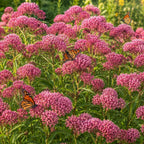 Milkweed Plant Live, Well-Rooted 4-6" Potted Plant, Cold-Hardy Butterfly Host Plant for Sunny Patios and Landscapes