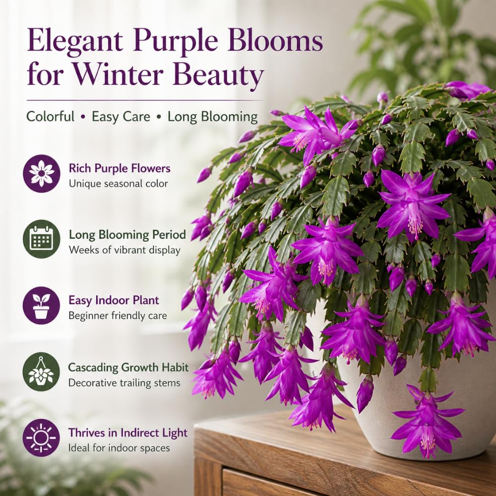 2 Orange Christmas Cactus Live Plant, 5-6 Inch Tall, Easy to Care Indoor Winter Houseplant for Office Desk and Patio Decor, Vigorous Live Holiday Plant