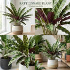 Calathea Rattlesnake Plant, 4 Inch Pot, Stunning Prayer Plant for Home Décor, Robust Pet-Friendly Houseplant, Easy to Care Pet-Friendly Décor