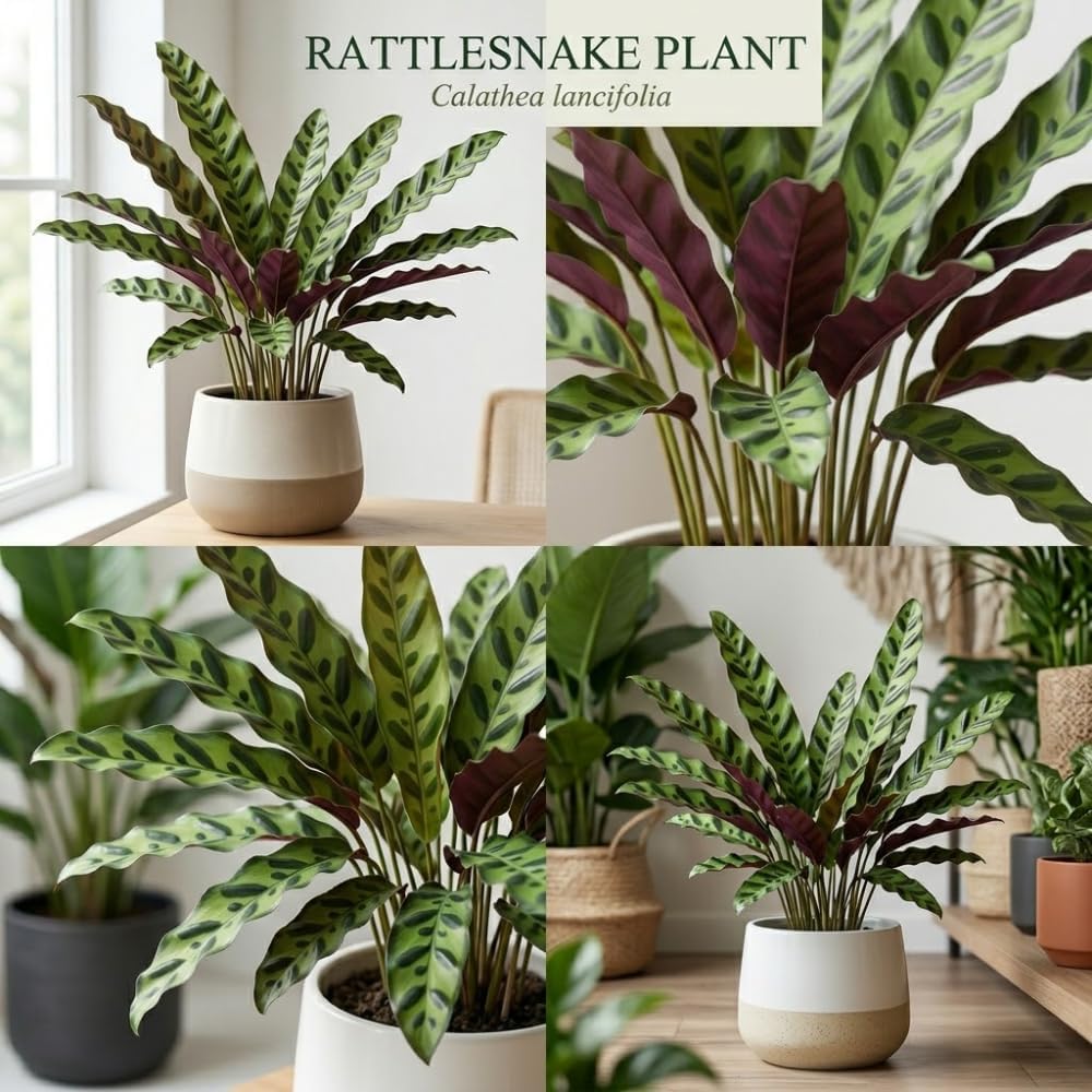 Calathea Rattlesnake Plant, 4 Inch Pot, Stunning Prayer Plant for Home Décor, Robust Pet-Friendly Houseplant, Easy to Care Pet-Friendly Décor