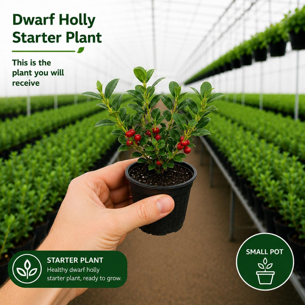 Dwarf Holly Tree Live Plant, Small Size, Low Maintenance Hedge, Compact Evergreen Bush, Perfect for Patio, Containers & Gardens