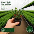 Dwarf Holly Tree Live Plant, Small Size, Low Maintenance Hedge, Compact Evergreen Bush, Perfect for Patio, Containers & Gardens