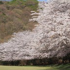 2 Snowgoose Cherry Blossom Tree Plant, 6-12 Inch Tall, Easy Care, Hardy Ornamental Flowering Cherry Tree, Ideal for Yard, Garden & Landscape