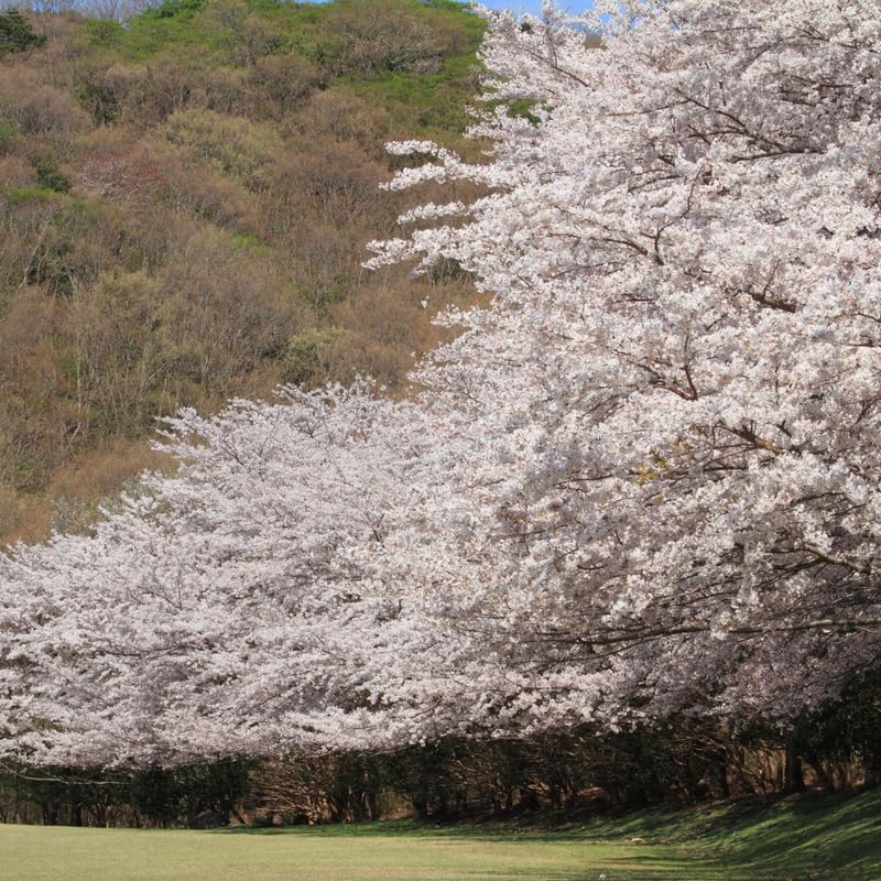 2 Snowgoose Cherry Blossom Tree Plant, 6-12 Inch Tall, Easy Care, Hardy Ornamental Flowering Cherry Tree, Ideal for Yard, Garden & Landscape