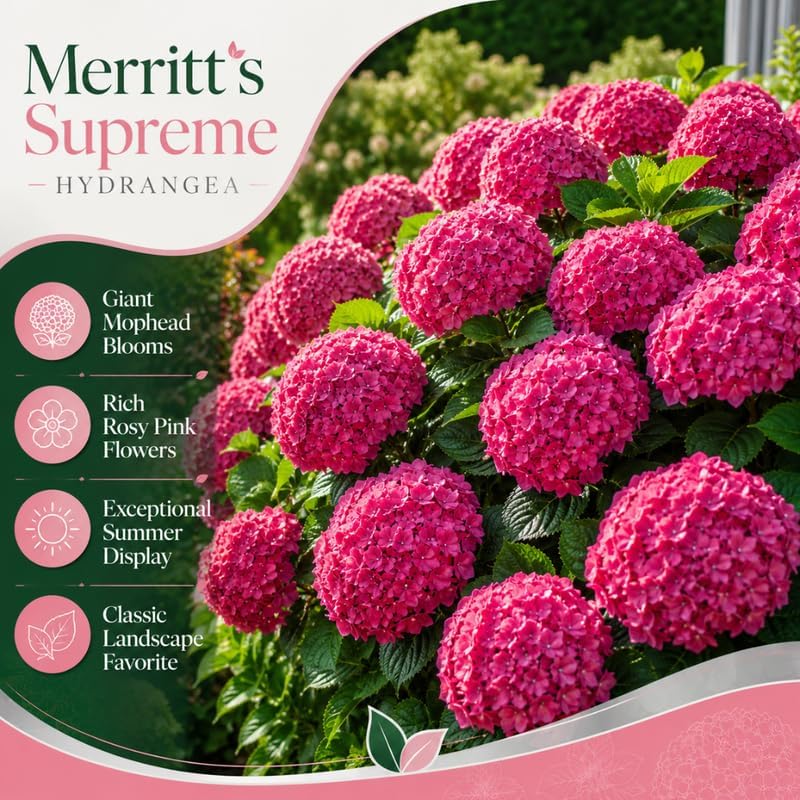 Hydrangea Live Plant, French Hydrangea Macrophylla Plant 4-6 Inch Tall, Well-Rooted, Color Changing Blooms for Shady Yard Borders
