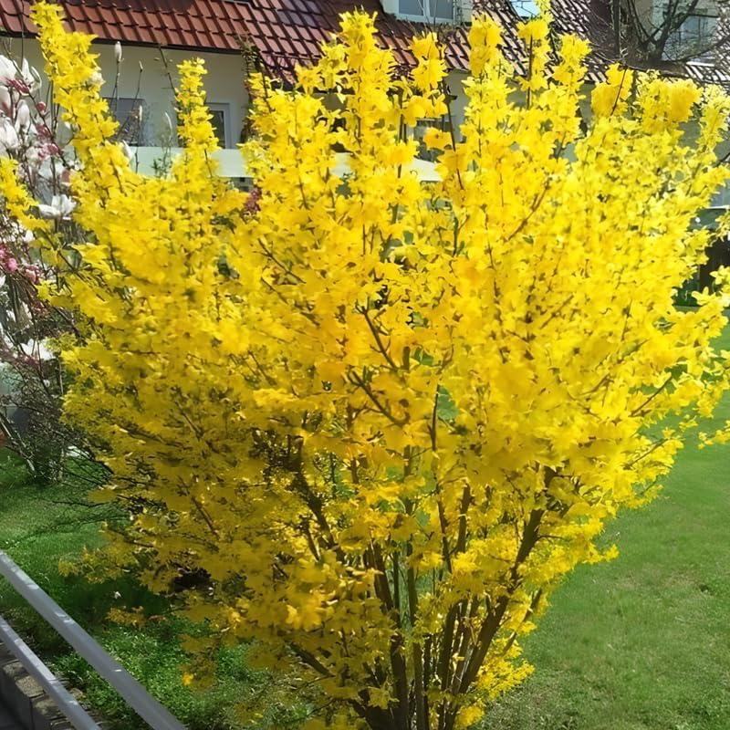 2 Lynwood Gold Forsythia Live Shrubs | Lynwood Gold Forsythia Bush Plants | 1–2 Feet Tall Dormant Bare Root Plants | Great for Garden Borders and Landscape Design