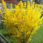 2 Lynwood Gold Forsythia Live Shrubs | Lynwood Gold Forsythia Bush Plants | 1–2 Feet Tall Dormant Bare Root Plants | Great for Garden Borders and Landscape Design