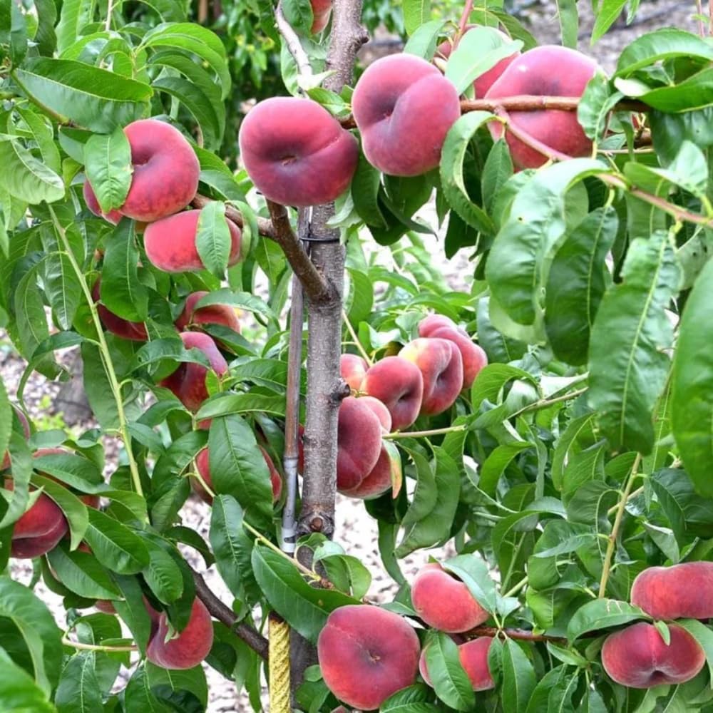 Donut Peach Fruit Tree | Large Live Seedling Plant 30-36 Inches in 3 Gallon Pot | Hardy Sweet Flat Peach Fruit Tree, Ready to Bear Fruits | No Ship to CA,HI,AK