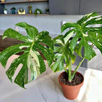 2 Thai Constellation Monstera Plant, Red Philodendron | 2 Collection Rare Houseplants| Size 4-6 Inc | Variegated Leaves Philodendron Plant | Unique Gift for Mom, Friend, Women, Her, Birthday Gifts