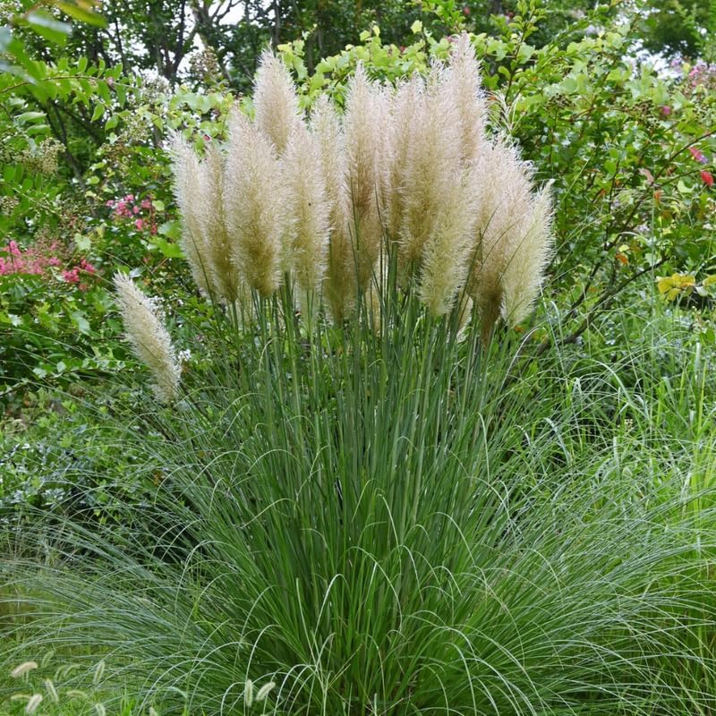 White Pampas Grass Plants, Live Pampas Perennial Grasses, 4 Inch Tall Starter, Ornamental Grass for Outdoor Garden Landscaping