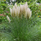 White Pampas Grass Plants, Live Pampas Perennial Grasses, 4 Inch Tall Starter, Ornamental Grass for Outdoor Garden Landscaping