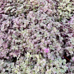 Live Succulent Plant, 4" Pot, Callisia Repens Pink Lady Live Houseplant with Pink Striped Leaves, Sturdy Low Maintenance Trailing Plant for Home & Office Decor