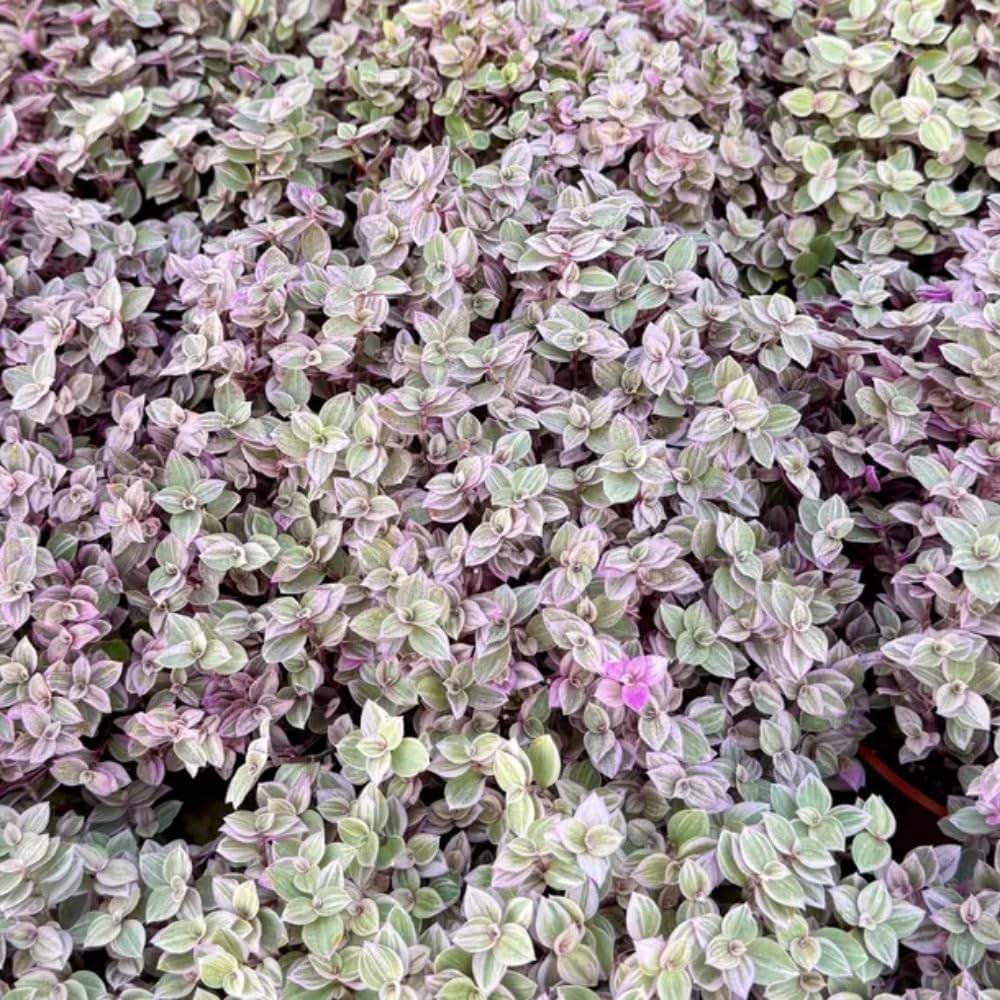 Live Succulent Plant, 4" Pot, Callisia Repens Pink Lady Live Houseplant with Pink Striped Leaves, Sturdy Low Maintenance Trailing Plant for Home & Office Decor