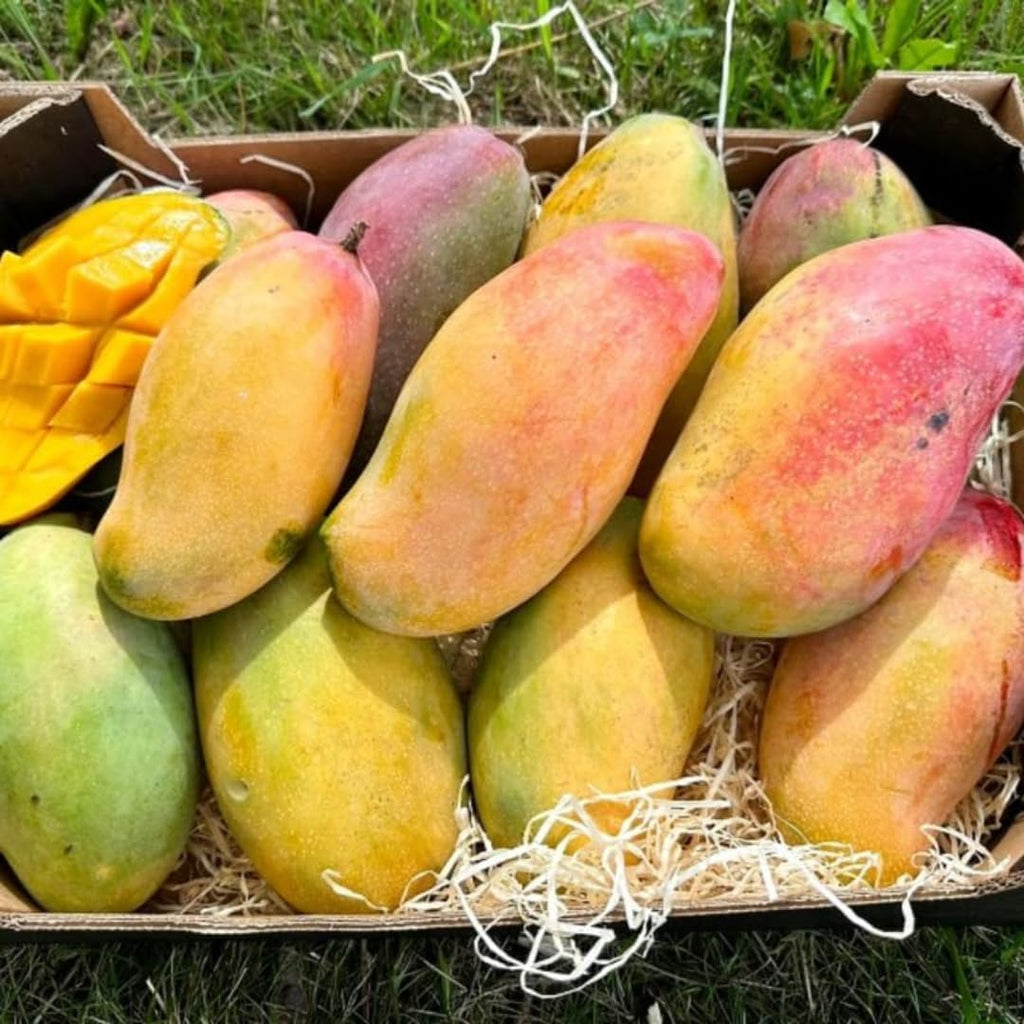 Grafted Valencia Pride Mango Tree Live Plant | 2.5–3 Ft Tropical Fruit Tree for Planting | Sweet, Low-Fiber Mango Variety for Home Gardens | No Ship to CA,HI,AK
