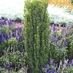 2 Sky Pencil Holly Tree Live Plant | 2.5-Inch Pot | Low Maintenance Live Narrow Evergreen | Robust Well-Rooted Pencil Holly for Architectural Décor