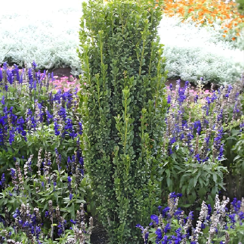 2 Sky Pencil Holly Tree Live Plant | 2.5-Inch Pot | Low Maintenance Live Narrow Evergreen | Robust Well-Rooted Pencil Holly for Architectural Décor