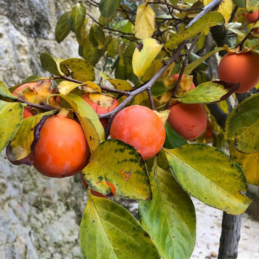 4 American Persimmon Tree Live Plant in 12 – 24 Inch Tall Potted | Native Persimmon Fruit Trees | Outdoor Fruit Tree for Home Garden, Backyard Planting & Landscape Use