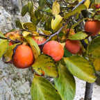 4 American Persimmon Tree Live Plant in 12 – 24 Inch Tall Potted | Native Persimmon Fruit Trees | Outdoor Fruit Tree for Home Garden, Backyard Planting & Landscape Use