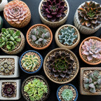 2 Dischidia Million Hearts Succulent Plants Live, 3" Pot, Hardy, Easy Care, Unique House Plant for Home, Office, and Balcony