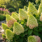 Limelight Hydrangea Tree Live Plant, 6-12" Tall in Quart Pot, Panicle Hydrangea for Planting, Grow Robust, Easy to Care Flowers for Landscapes