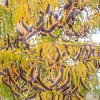 Set of 2 Honey Locust Live Plants – 6–12 Inch | Hardy Shade Trees for Outdoor Planting | Well Rooted