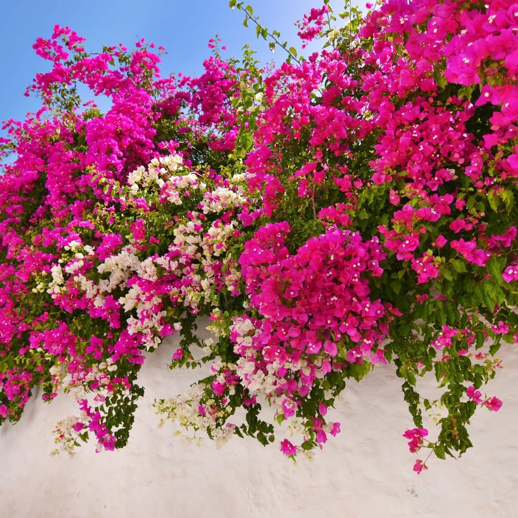 Bougainvillea Plant Live | Perenial Purple Flower Outdoor Plant | 4-5 Inc Tall | Starter Plant | Unique Gift for Mom, Friend, Women, Her, Birthday Gifts