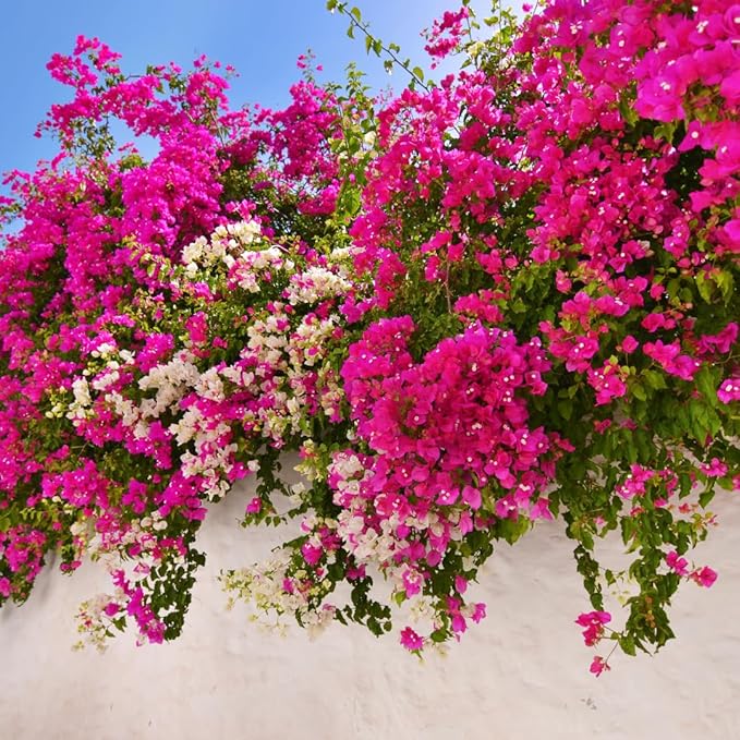 Bougainvillea Plant Live | Perenial Purple Flower Outdoor Plant | 4-5 Inc Tall | Starter Plant | Unique Gift for Mom, Friend, Women, Her, Birthday Gifts