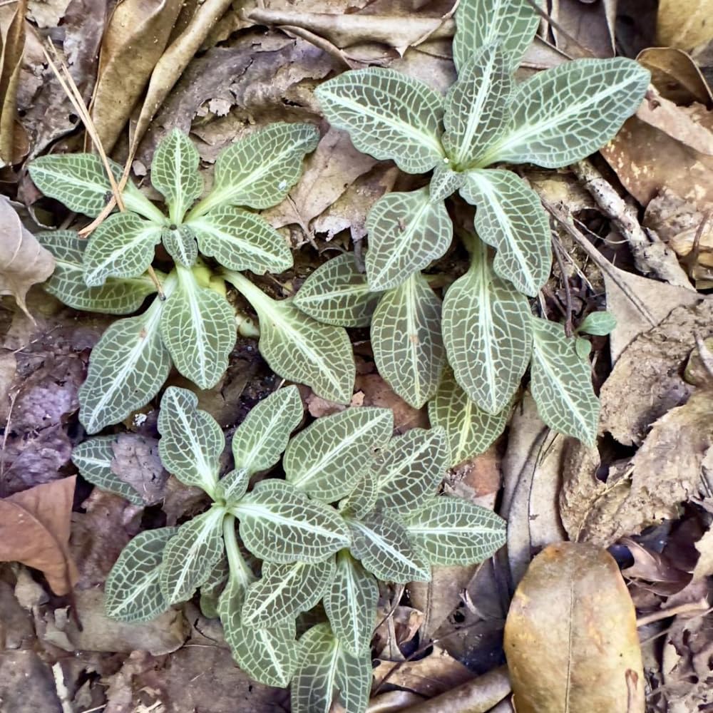 20 Downy Rattlesnake Plantain Root Systems Perennial, Vigorous Growth Habit with Showy White Flower Spikes for Home Landscapes