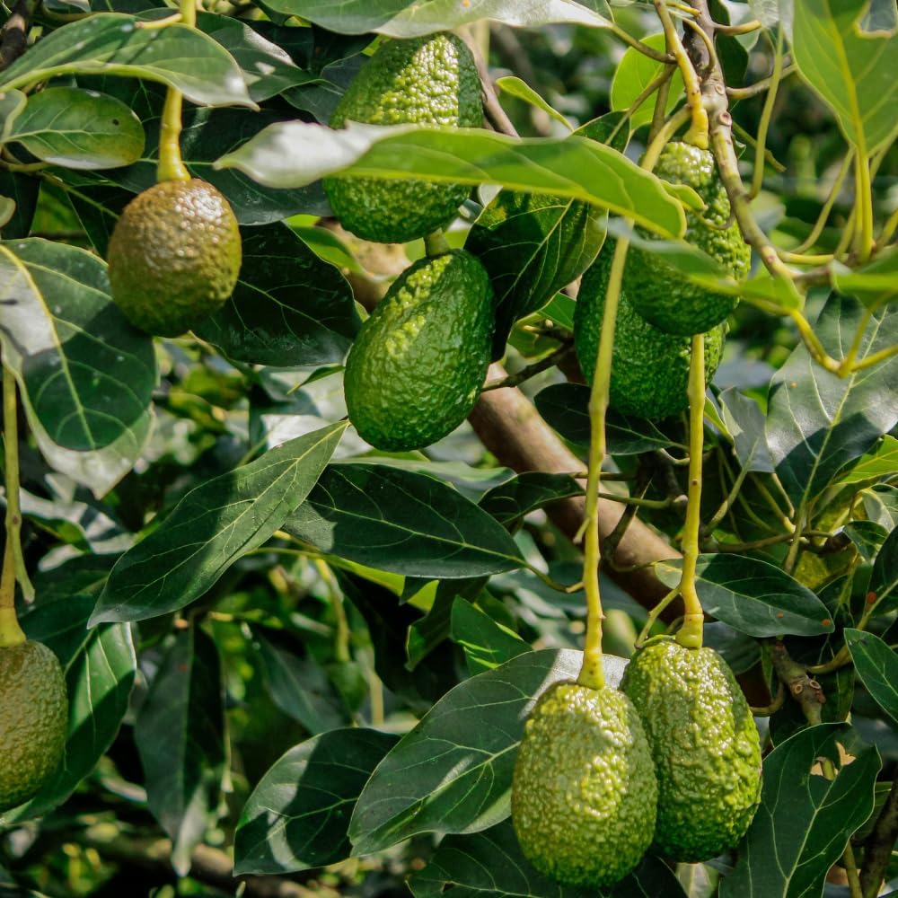 (No Ship to CA,HI,AK) Avocado Live Fruit Tree, 3 Gallon Pot, Vigorous Evergreen Plant for Edible Landscapes, Sturdy Subtropical Shade Tree for Creamy Harvests & Lush Green Foliage