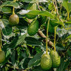 (No Ship to CA,HI,AK) Avocado Live Fruit Tree, 3 Gallon Pot, Vigorous Evergreen Plant for Edible Landscapes, Sturdy Subtropical Shade Tree for Creamy Harvests & Lush Green Foliage