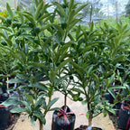 Live Meiwa Kumquat Tree 3 Ft Tall | Productive Sweet Citrus Fruit Tree | Fresh Kumquats for Planting | Ideal for Backyard & Patio Containers