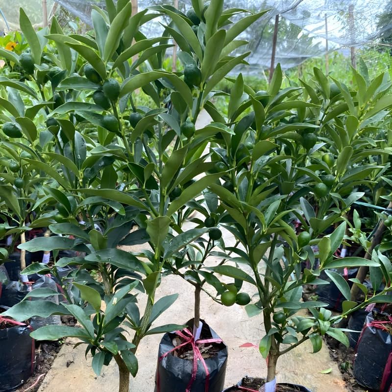 Live Meiwa Kumquat Tree 3 Ft Tall | Productive Sweet Citrus Fruit Tree | Fresh Kumquats for Planting | Ideal for Backyard & Patio Containers