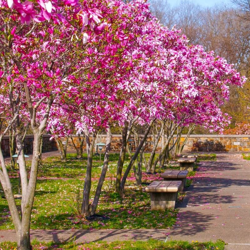 2 Ann Magnolia Live Bare Root Seedlings | 8-12" Rooted Cuttings | Cold-Hardy Late-Blooming Magnolia Tree | Well-Rooted Ornamental Shrub