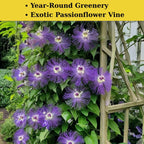 3 Count Live Purple Passiflora Starter Plant | Produce Purple Flower | for Trellis, Hedge 4 to 8 Inch Tall | Maypop Live Plant| Well-Rooted for Home & Garden