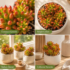 Sedum Rubrotinctum Aurora/Jelly Beans Succulents Plant Live, 2 Inch Pot, Unique Live Succulent, Low Maintenance, Easy Care, Beautiful Indoor Houseplant, Ideal for Home Décor & Gifts