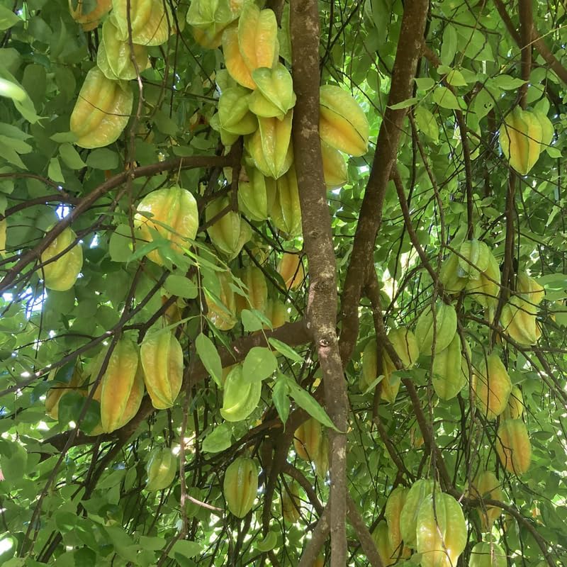 (No Ship to CA,HI,AK) Starfruit Tree Live Plant in 3 Gallon Pot | 30-36 Inches Tall | Tropical Fruit Tree Ready to Plant | Established Edible Fruit Plant for Backyard