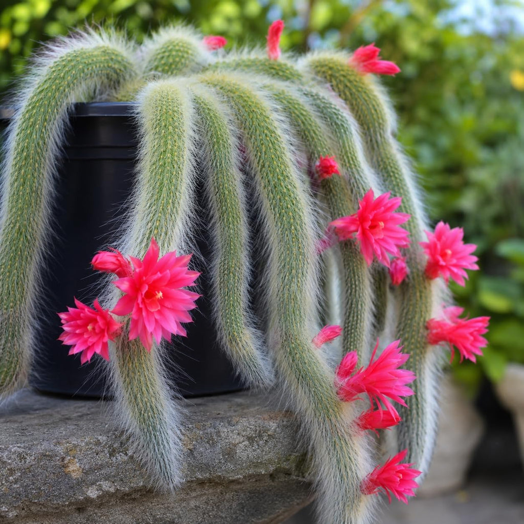 Monkey Tail Cactus Live Plant, 2 Inch Pot, Potted Cleistocactus Colademononis, Unique Fuzzy Hanging Cactus for Home and Office Décor