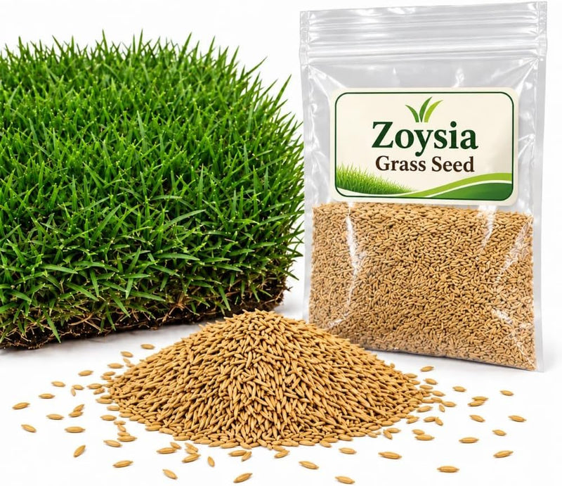 Zoysia Grass Seeds for Lawn, Grass Seeds for Planting, 1/10 Lbs Pack, Low Maintenance Dense Grass for Outdoor Yard