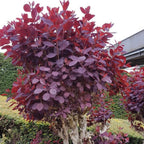 2 Purple Smoke Tree Plants Live, 12-18 Inch Tall in 4" Pot, Royal Purple Foliage Ornamental Shrub, Cold-Hardy Decorative Plant for Sun