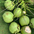 Live Coconut Tree for Planting | Green Coconut Plants | 2.5–3 Ft Tall Potted Tropical Plant | Hardy Fruit-Bearing Tree for Indoor or Outdoor Growing | No Ship to CA,HI,AK