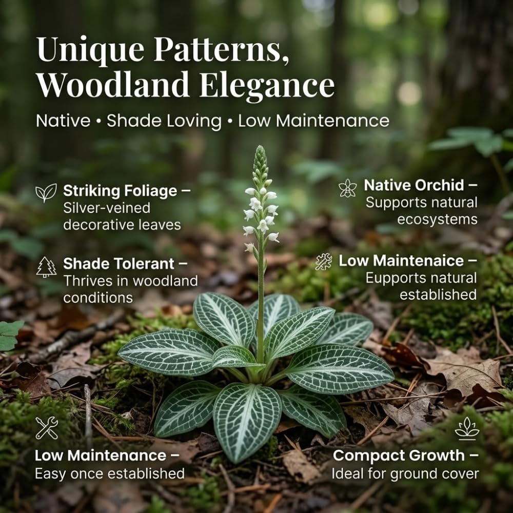 20 Downy Rattlesnake Plantain Root Systems Perennial, Vigorous Growth Habit with Showy White Flower Spikes for Home Landscapes