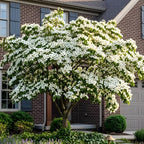 2 White Kousa Dogwood Tree, 12-18 Inch in Quart Pot, Low Maintenance Deciduous Tree, Vigorous Growth Habit with Vibrant Red Autumn Foliage