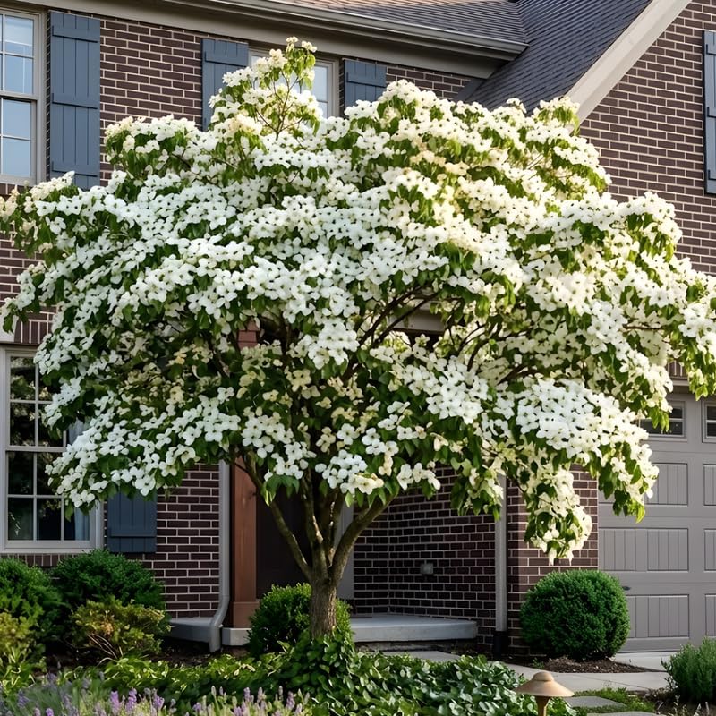 2 White Kousa Dogwood Tree, 12-18 Inch in Quart Pot, Low Maintenance Deciduous Tree, Vigorous Growth Habit with Vibrant Red Autumn Foliage