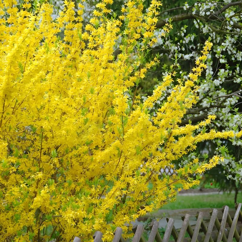 Lynwood Gold Forsythia Live Shrub | 2.5-Inch Potted Forsythia Bush | Outdoor Plant for Landscape Use | Great for Garden Borders