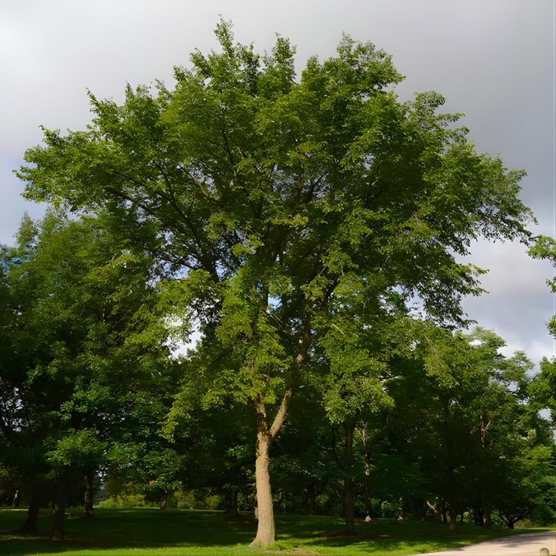 Live Siberian Elm Trees 6-12 Inc | Fast-Growing Elm Tree for Privacy Screens, Boundary Rows & Garden Landscaping | Easy to Grow