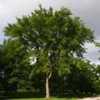 Live Siberian Elm Trees 6-12 Inc | Fast-Growing Elm Tree for Privacy Screens, Boundary Rows & Garden Landscaping | Easy to Grow