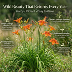 50 Wild Orange Daylily Root, Well-Rooted Tiger Daylily, Cold-Hardy Fragrant Perennial, Sturdy Ditch Lily for Sunny Backyard Landscapes