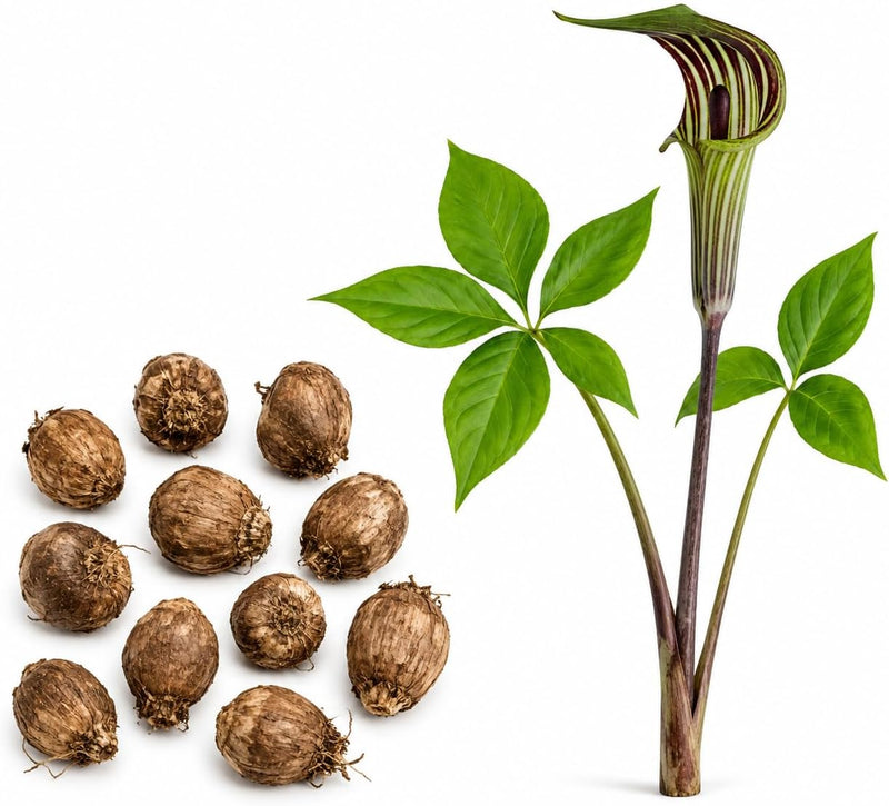 Jack-in-The-Pulpit Bulbs, 10 Count, Vigorous Spring-Blooming Plant for Damp Soil, Live Perennial Arisaema for Shady Borders