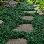 4 Dwarf Mondo Grass Plants Live, 4-8" Tall, Non GMO Ornamental Grass Live Plant, Drought Tolerent, High-Density Ground Cover for Shaded Backyard & Patio Pathway